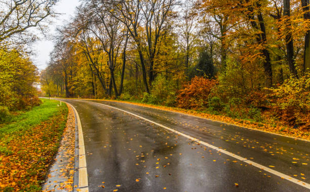 istock Countryside forest road in autumn 877206062