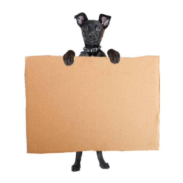 istock Puppy Standing Holding Blank Cardboard Sign 877206072