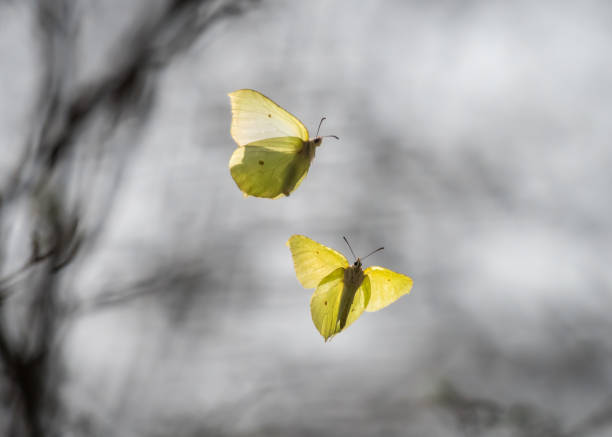 istock Two common brimstones flying in the air in spring in a forest 877208262