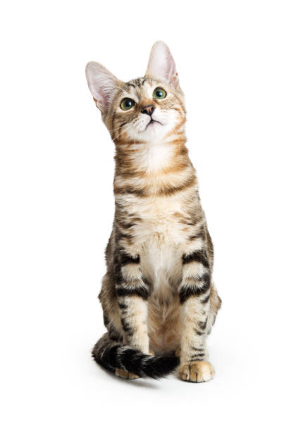istock Young Kitten Sitting on White Looking Up 877208370
