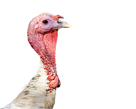 Closeup side view photo of the head and neck of a turkey bird. Isolated on white with copy space for a Thanksgiving message.