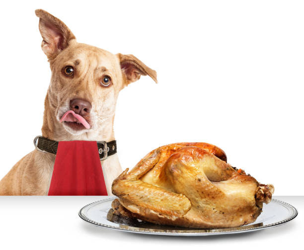 Dog Hungry for Thanksgiving Turkey stock photo