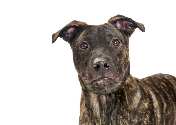 istock Closeup Mixed Breed Brindle Dog Looking 877208730