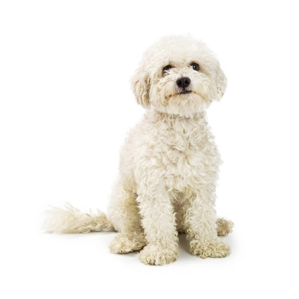 Cute Bichon mixed breed dog with white fur sitting and looking at camera.