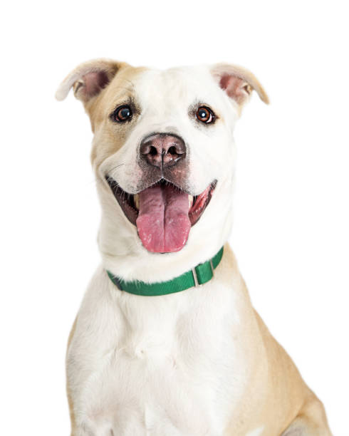 istock Happy Crossbreed Dog Closeup 877211490