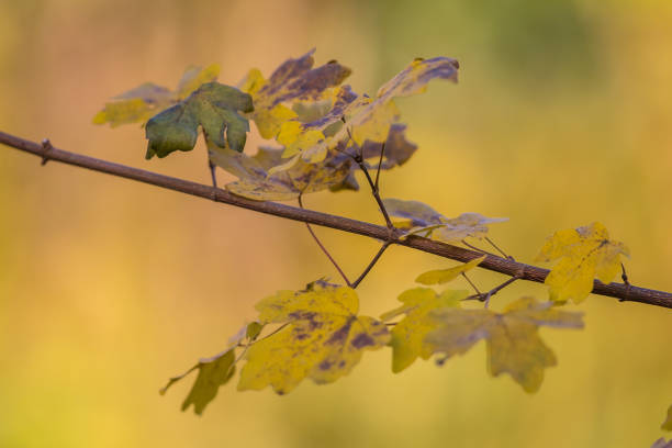 Branch with autumn colored leaves in yellow, green and orange