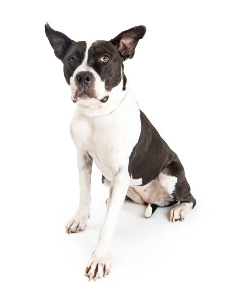 istock Large Breed Crossbreed Dog Black and White 877212010