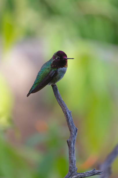istock Hummingbird perched on twig with copy space 877212198