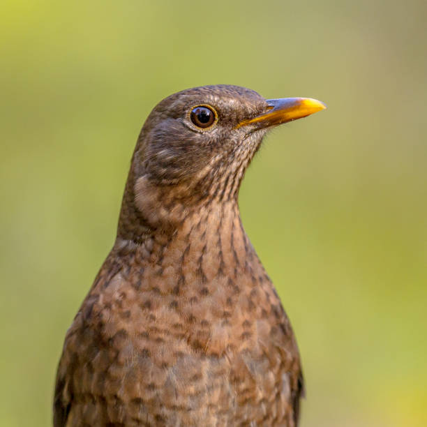 weibliche amsel kopfschuss - common blackbird stock-fotos und bilder