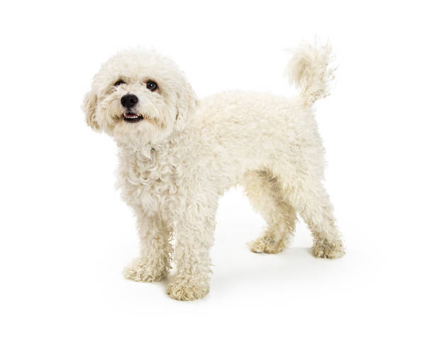 istock Cute Happy Bichon Crossbreed Dog 877212694