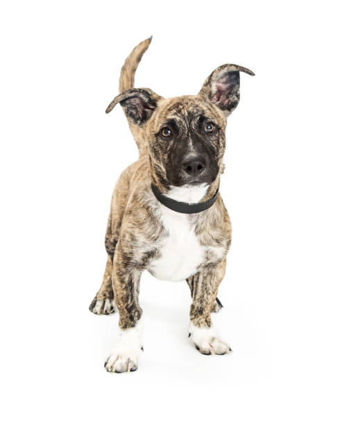 istock Cute Crossbreed Small Brindle Dog 877212794