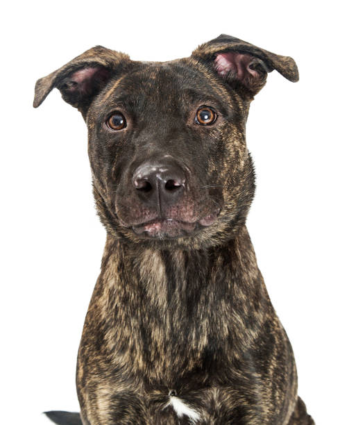 istock Closeup Cute Large Brindle Dog 877215208
