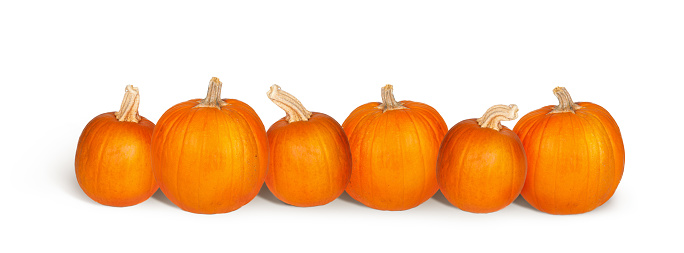 Row of six fresh pumpkins isolated on white with copy space on a horizontal banner