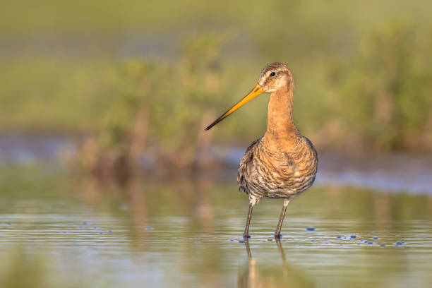 istock Suspicious Black-tailed Godwit wader bird suspiciously looking in the camera 877215550