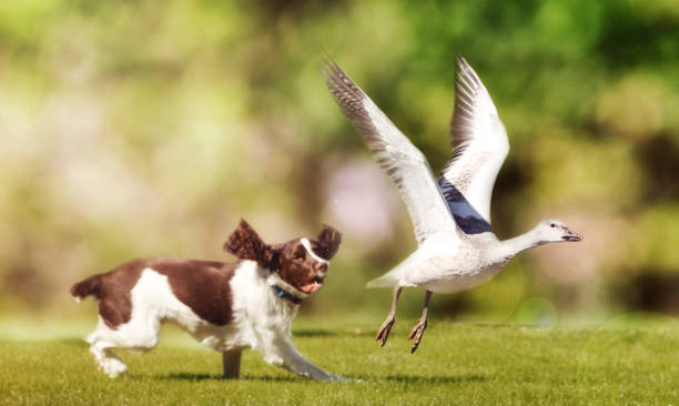 Dog Chasing Bird in Field stock photo