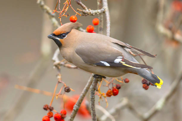 istock Bohemian waxwing winter guest 877216126