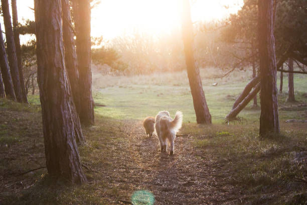 A golden retriever on a walk in the woods.