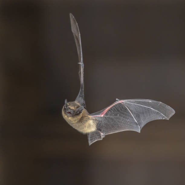 Pipistrelle bat in flight Pipistrelle bat (Pipistrellus pipistrellus) flying on attic of church echolocation photos stock pictures, royalty-free photos & images