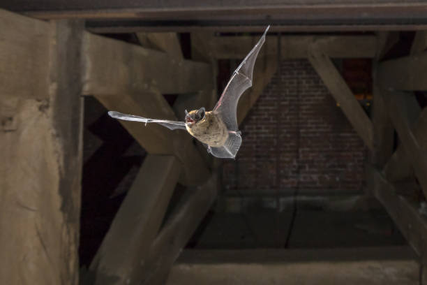 Flying pipistrelle bat in church tower Pipistrelle bat (Pipistrellus pipistrellus) flying in church tower echolocation photos stock pictures, royalty-free photos & images