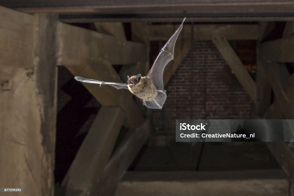 Pipistrellus um morcego na torre da igreja - Foto de stock de Morcego royalty-free