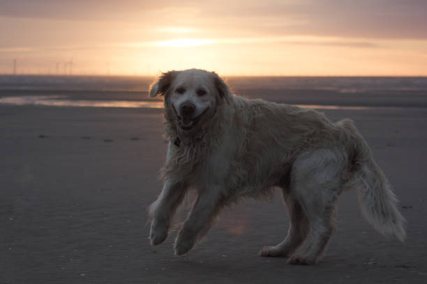istock Dog walks on the beach 877219298