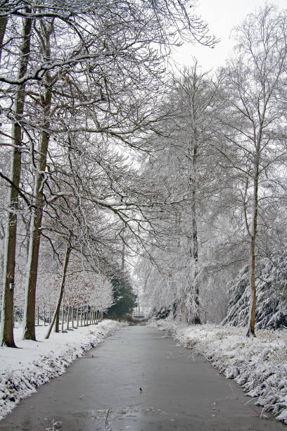 istock Winter scenery in the forest in the Netherlands 877226588