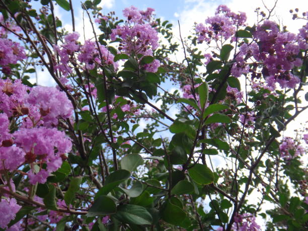 istock Common crape myrtle flowers on blue sky background 877226692