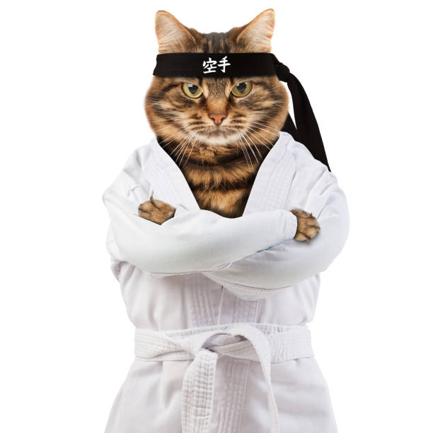 gato enojado lleva un kimono. se dedica a la caza de gato en karate-do. jeroglífico se traduce - karate. - cat fight fotografías e imágenes de stock