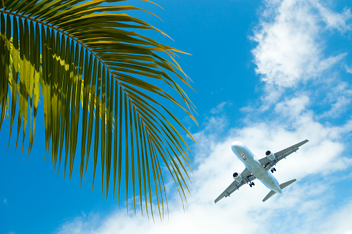 Low angle view of an airplane and a palm branch