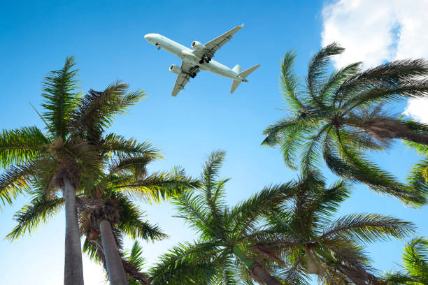 Palm Trees And Airplane stock photo