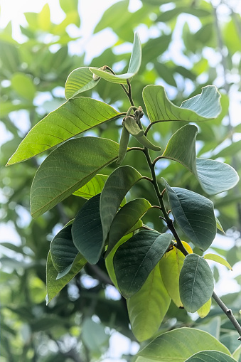 Hojas De Guanábana Veneno Para El Cerebro Hojas De Árbol De La Guanábana Planta Para Hacer Té Beber Es Belived