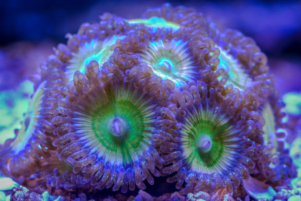 istock Colorful  zoanthus coral colony 877231208