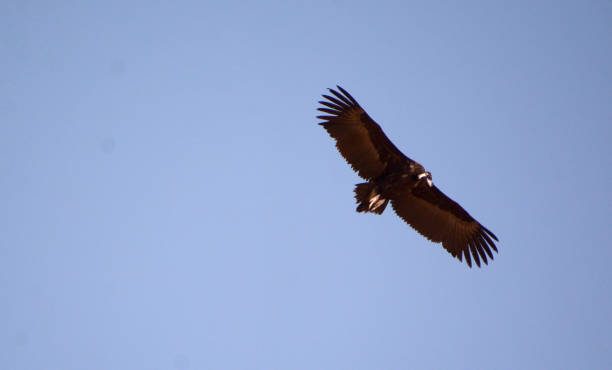 istock The cinereous vulture (Aegypius monachus) 877232376