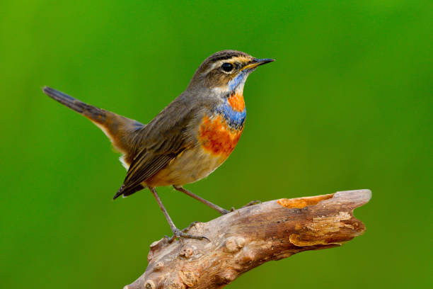 istock Fascinated brown bird with bright orange and blue feathers on its chest perching on dried log over green blur background show tail wagging, Bluethroat (Luscinia svecica) 877241776