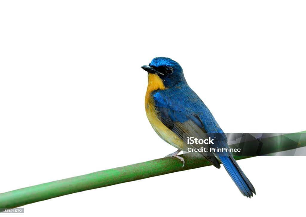 Male of Hill Blue Flycatcher (Cyornis banyuma) beautiful blue bird perchng on fresh branch isolated on white background, fascinated wild animal Animal Body Part Stock Photo