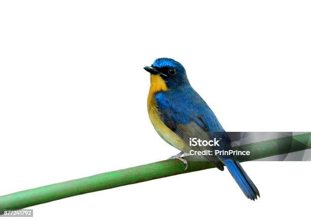 Male Of Hill Blue Flycatcher Beautiful Blue Bird Perchng On Fresh Branch Isolated On White Background Fascinated Wild Animal Stock Photo - Download Image Now