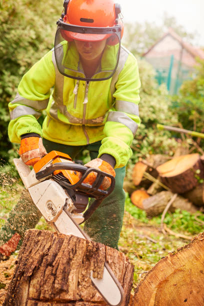 istock female tree surgeon cutting a stump 877247726