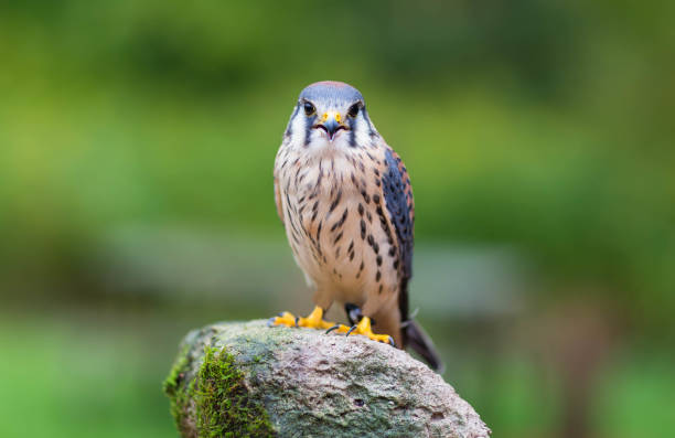 amerikanischer turmfalke - kestrel hawk beak falcon stock-fotos und bilder