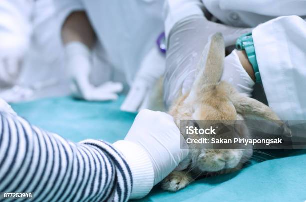 Animal Health Care Concept Hand Doctor Or Veterinarian Are Examining And Used  Stethoscope Check On Adorable Rabbit On Green Drape In Operating Room And  Animal Anesthesia Before Surgery Stock Photo - Download
