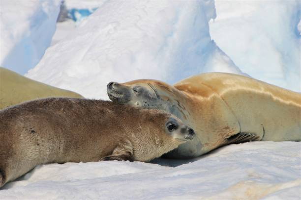 istock Parent's love in Antarctica 877254662