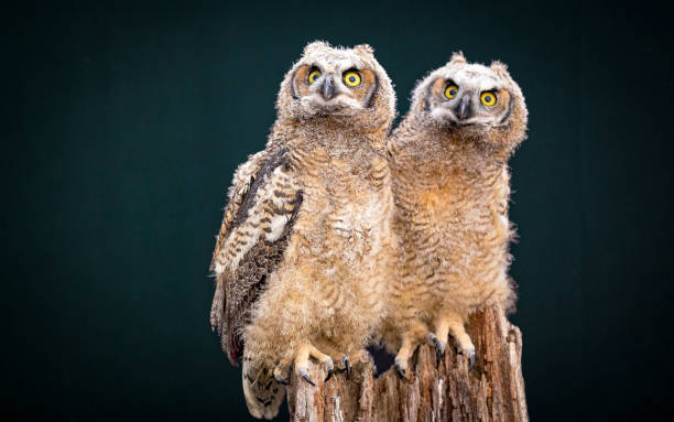 istock Couple of Owl 877254856