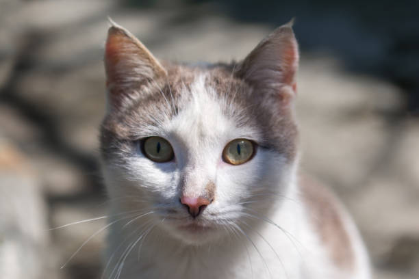 istock Sweet home cat portrait 877257212