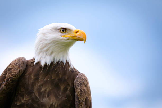 presto aquila - animal eye bird nature animal head foto e immagini stock