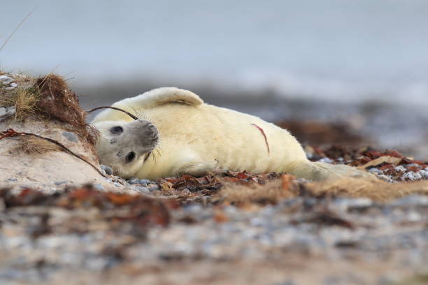 istock Gray Seal (Halichoerus grypus) Pup Helgoland Germany 877260448
