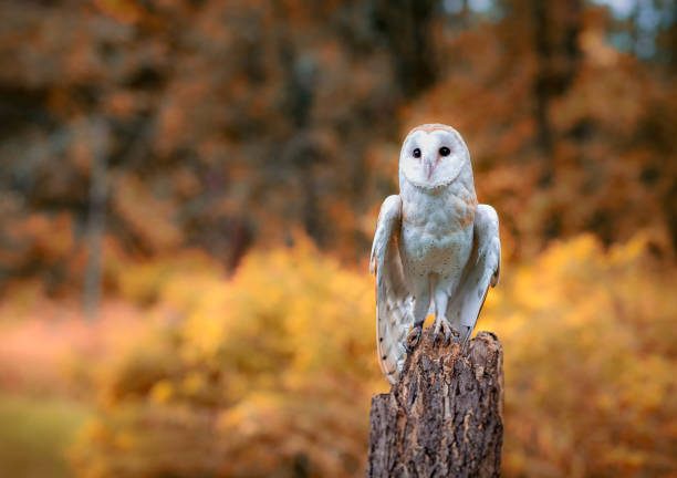 płomykówka - owl endangered species barn night zdjęcia i obrazy z banku zdjęć