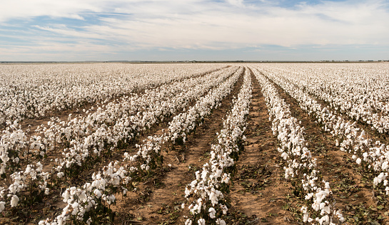 Algodón Boll granja campo Texas plantación agricultura cultivo photo
