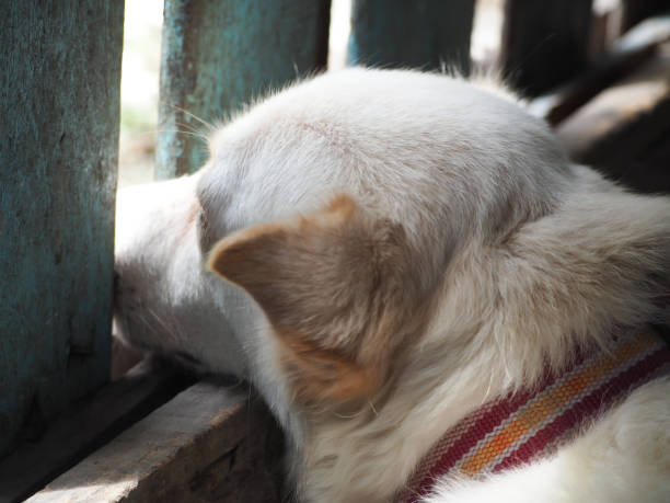 istock a dog waiting for Owner. 877261560