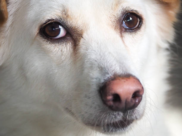 istock Close up beautiful white dog model. 877263462