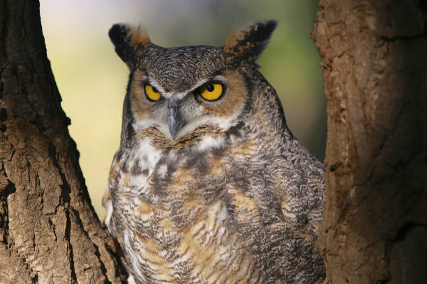 istock Great Horned Owl portrait 877271214