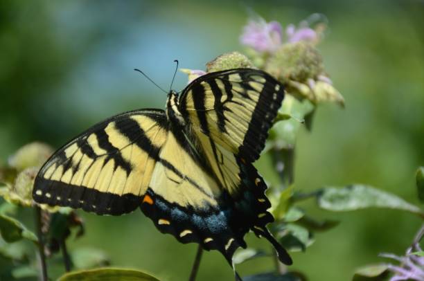 istock Tarrying Tiger Swallowtail Butterfly 877273792